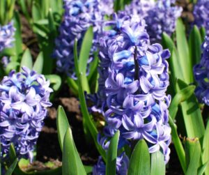 Hyacinth essential oil